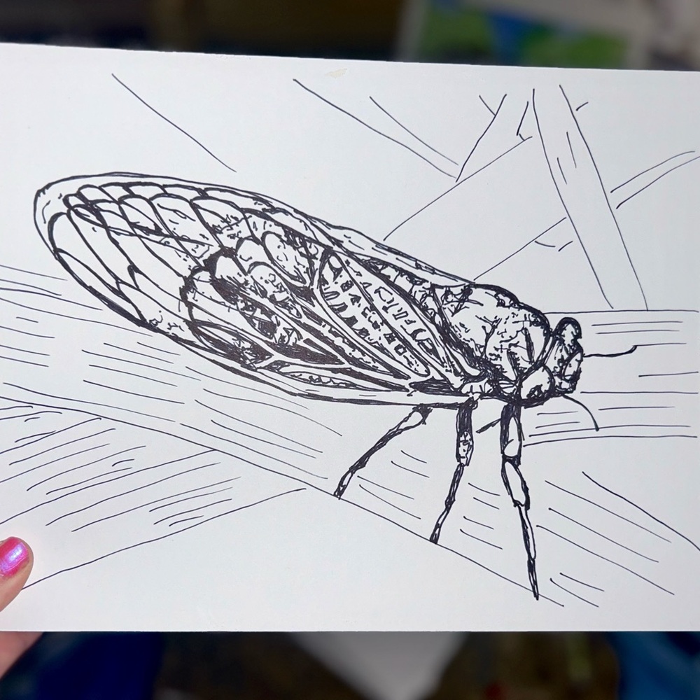Cicada black ink art print by me 8.5x11in signed & numbered